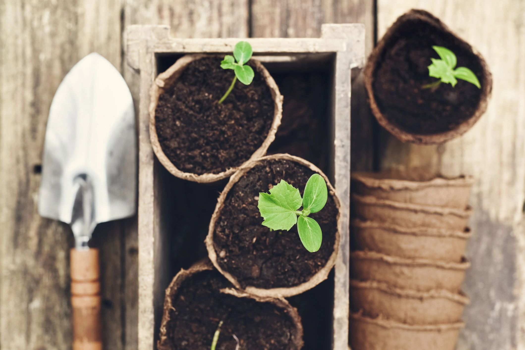 Seedling pots prepared for spring planting