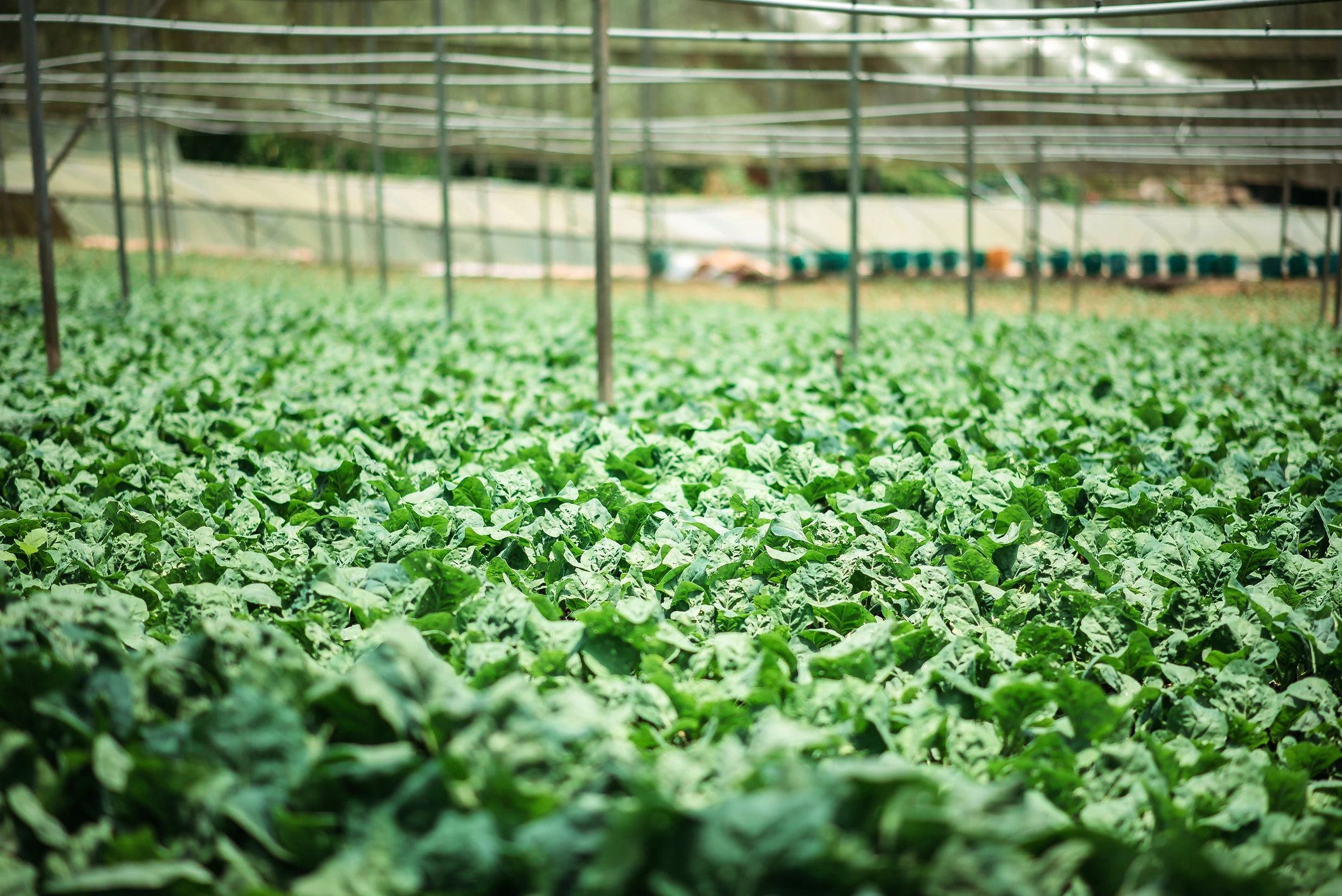 Rows of healthy kale plants in a greenhouse
