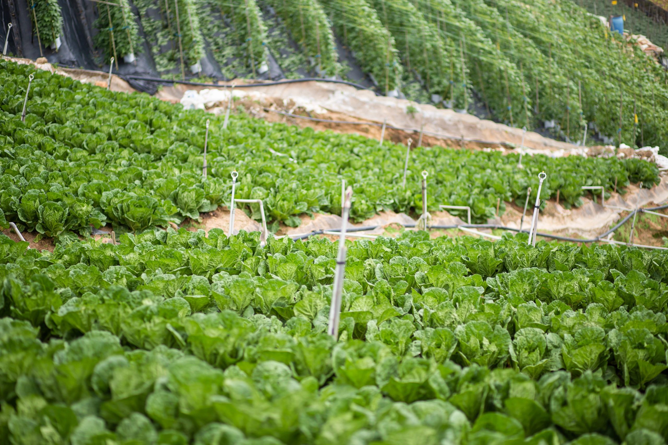 Organic plants growing in a field
