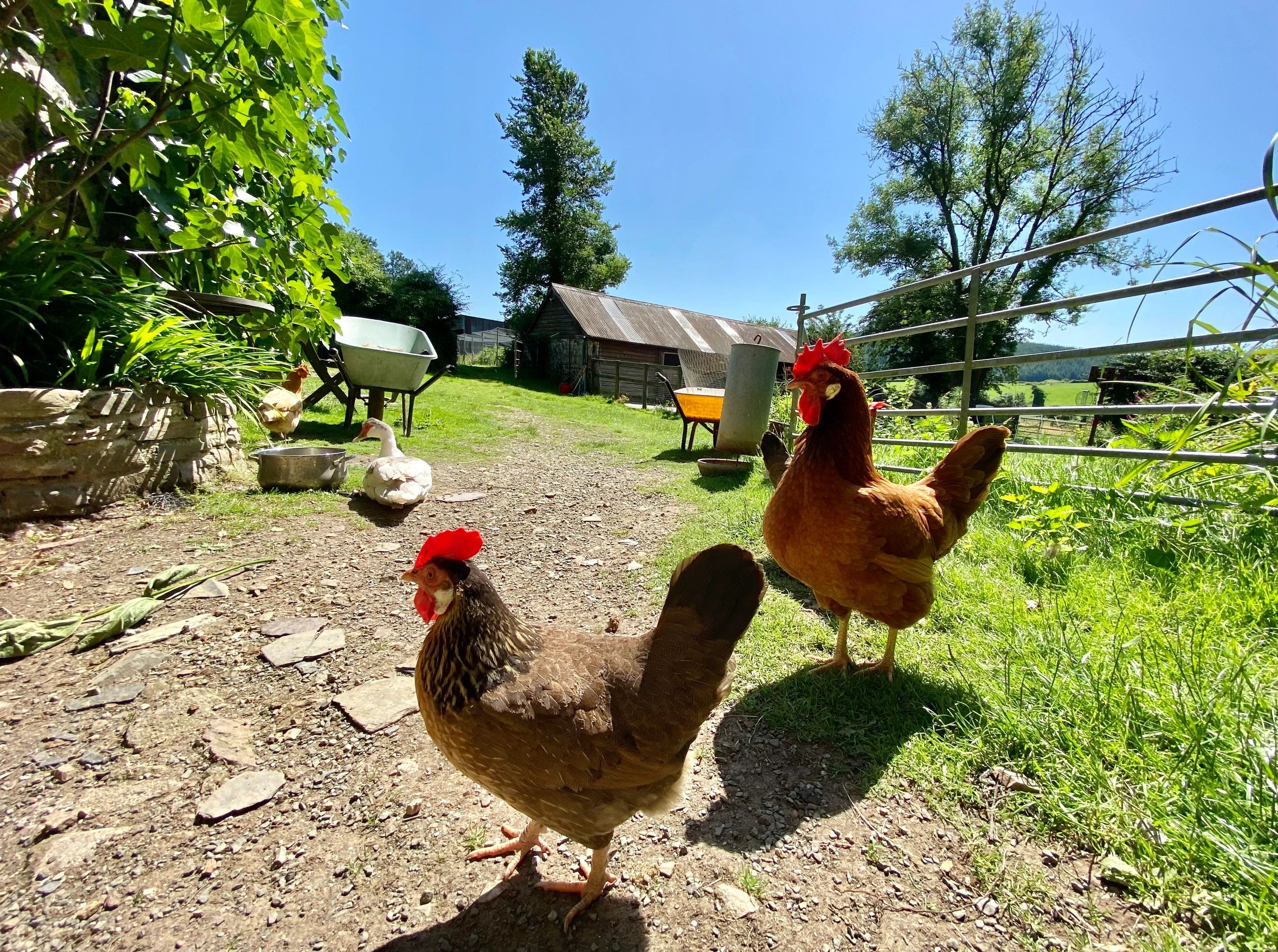 Farmyard chickens moving through an open yard