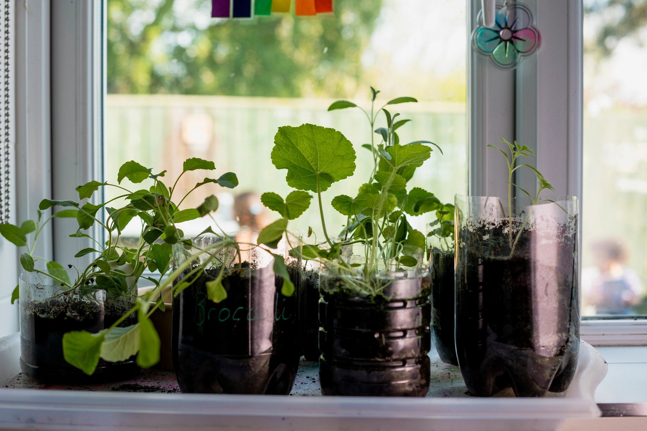 Young seedlings growing indoors on a sunny windowsill