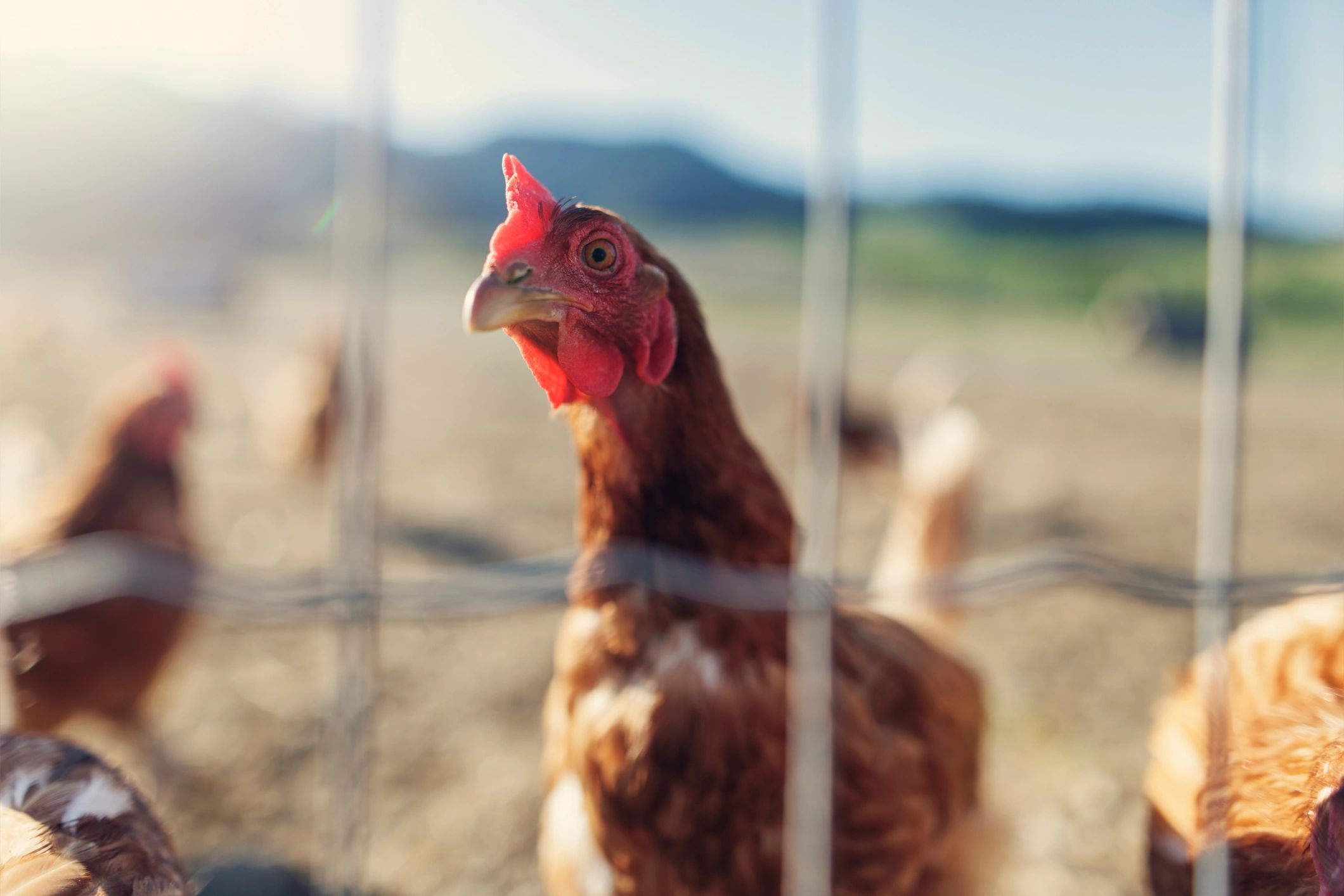 Free range chicken on a small farm