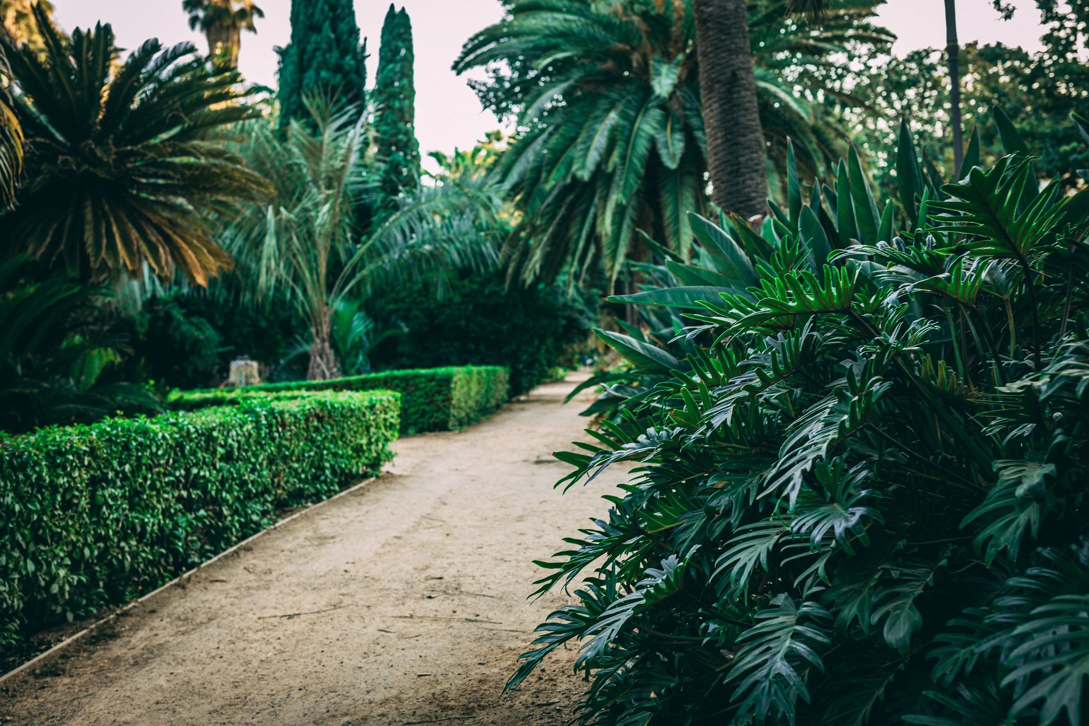 Garden path lined with lush plants
