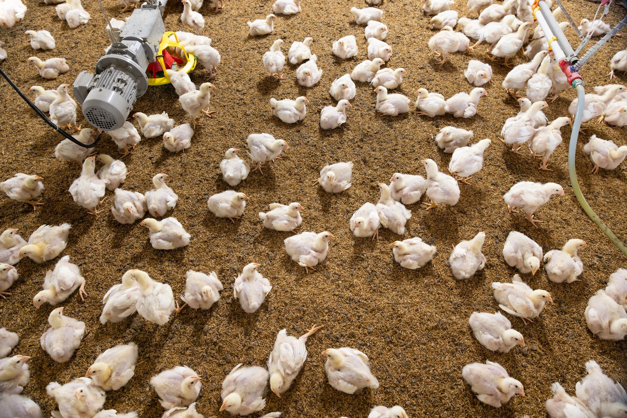Chicken area with feeding setup on a farm