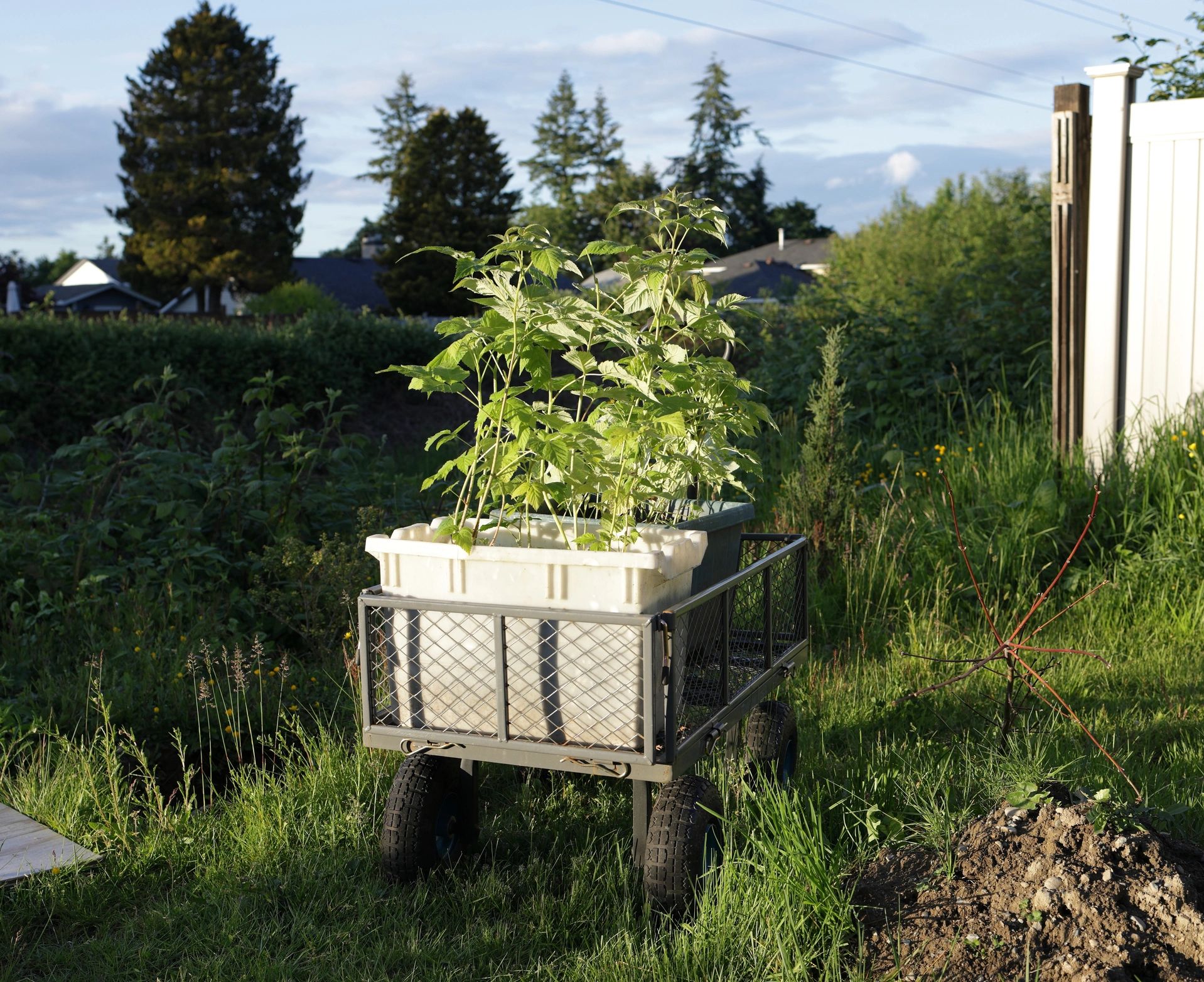 Rustic homestead path and garden setting