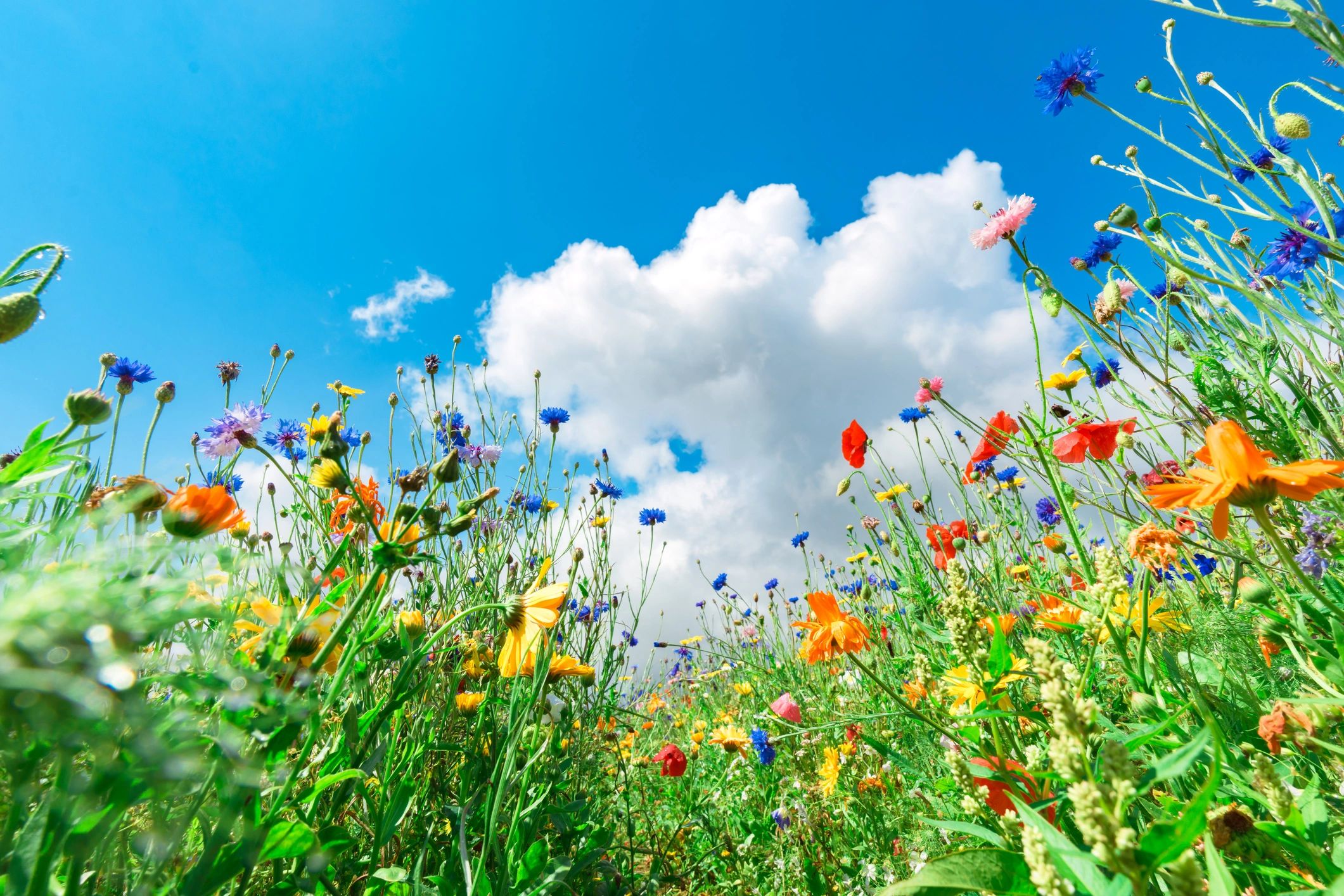 Wildflowers growing in a green field