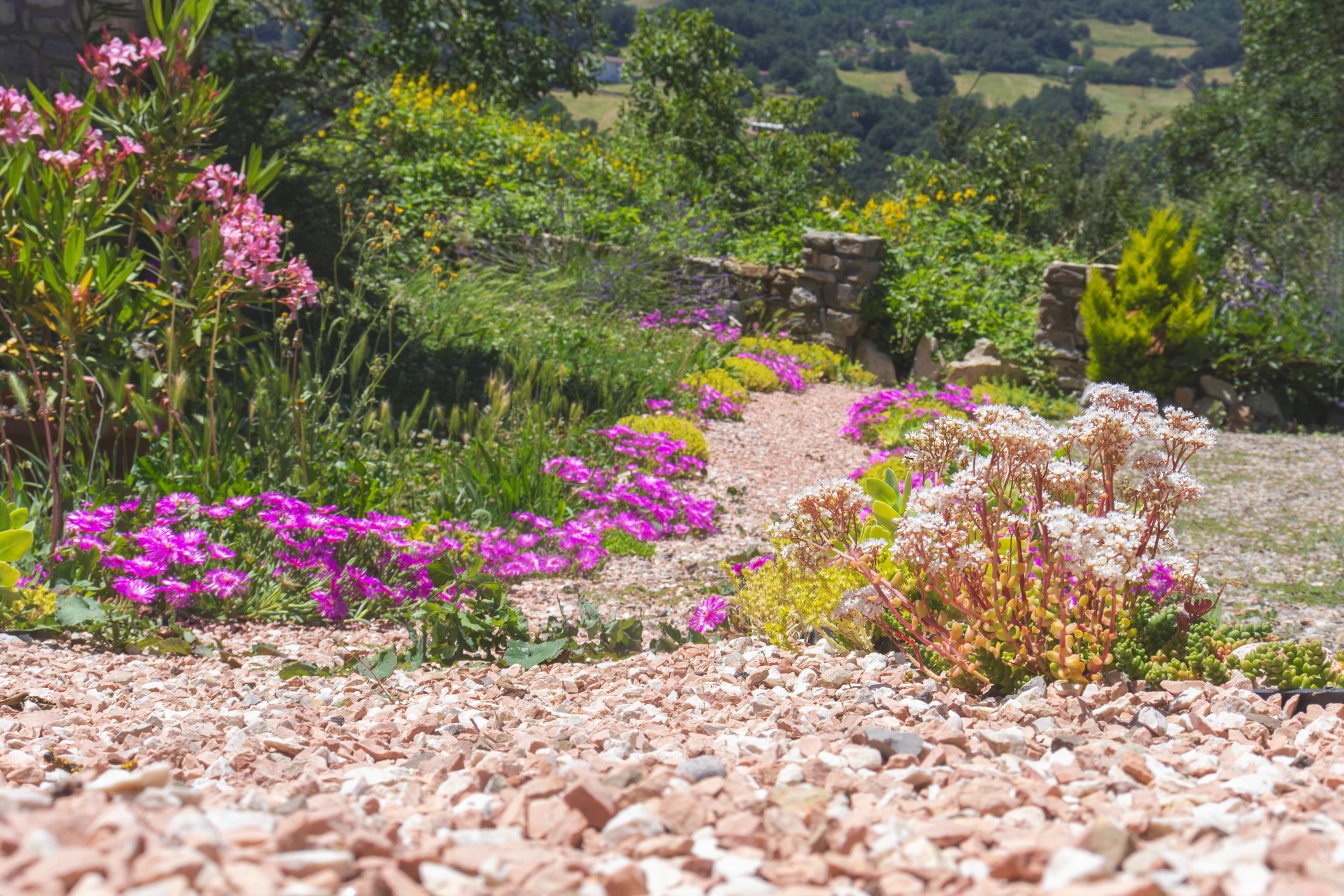 Wildflowers lining a quiet path in the forest