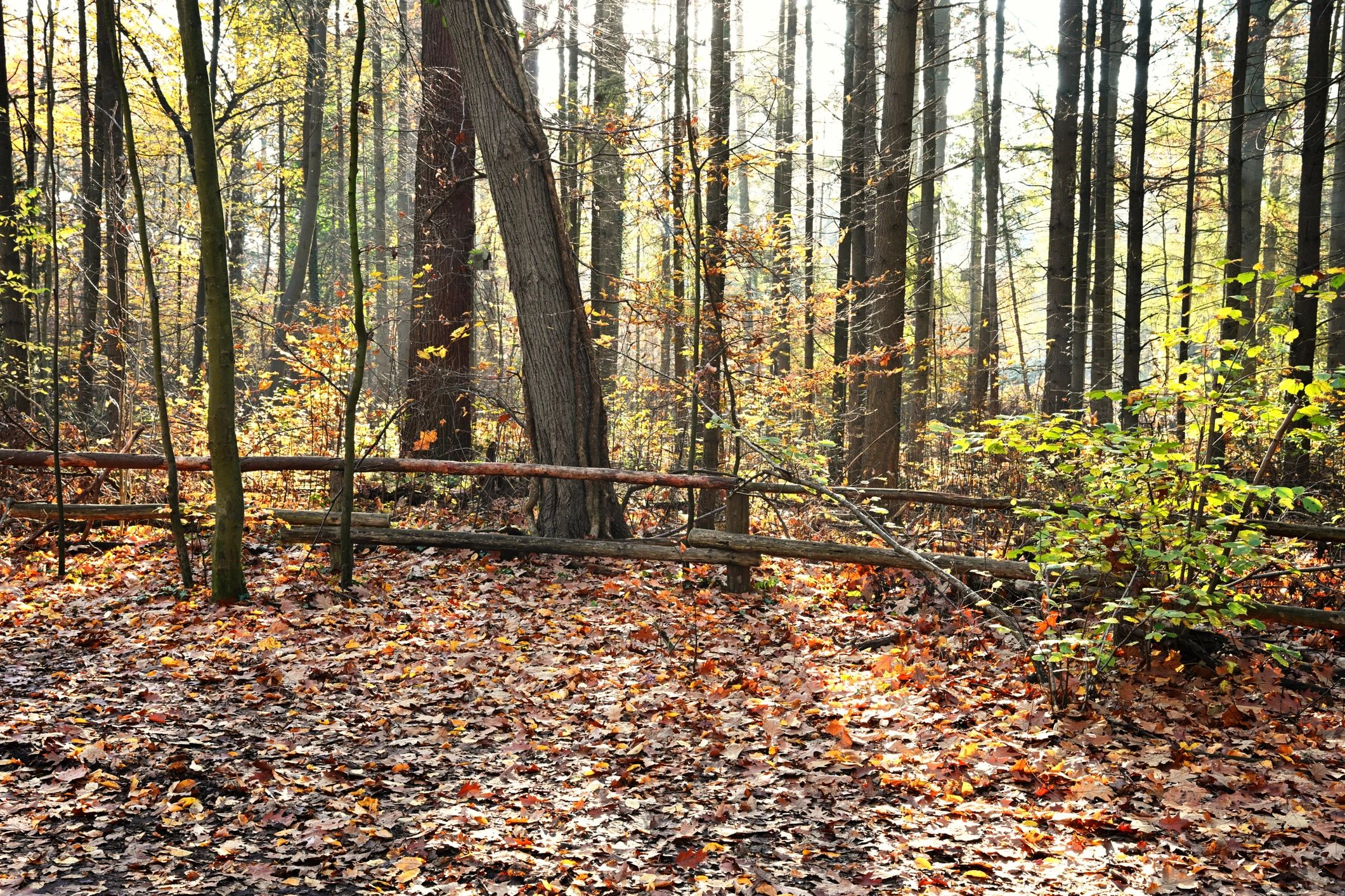 Sunlight through autumn trees above fallen leaves