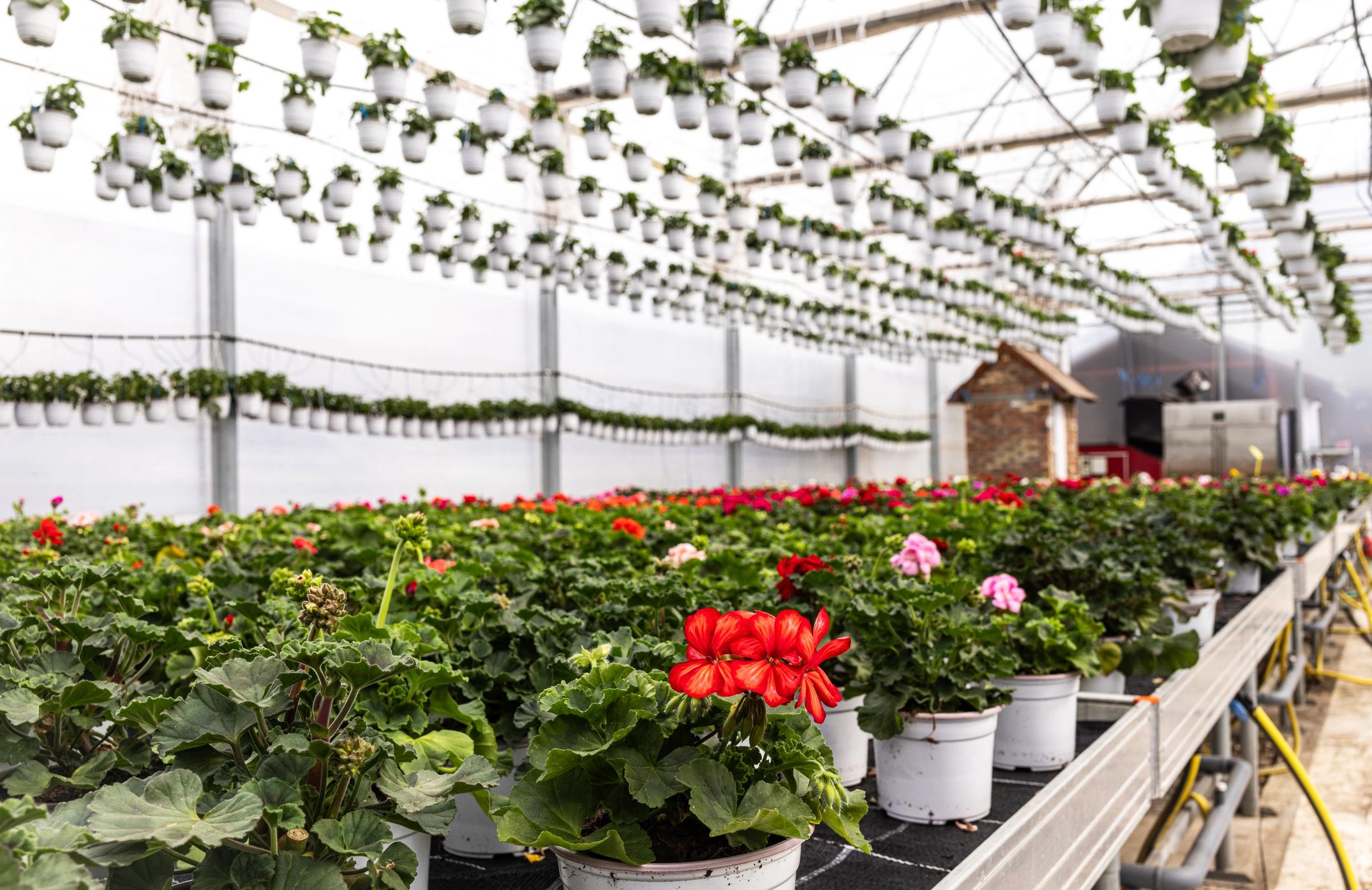 Healthy vegetable plants growing in a greenhouse row