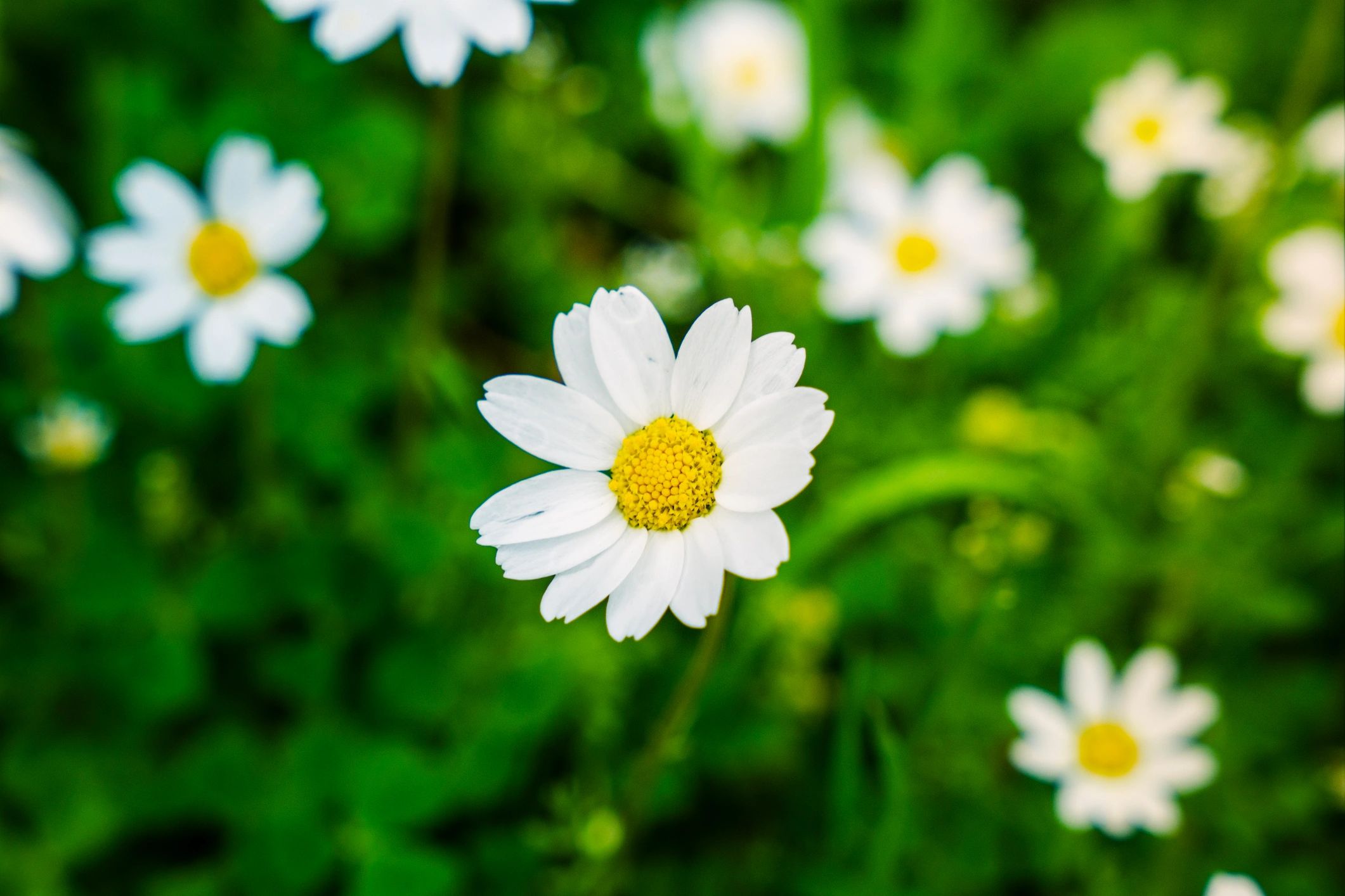 Single white daisy against a soft green background