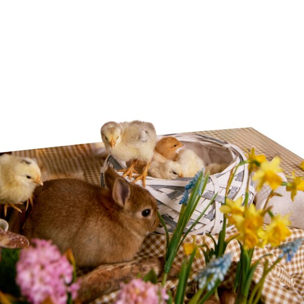 Cute brown bunny and baby chicks in a white basket with spring flowers isolated on white