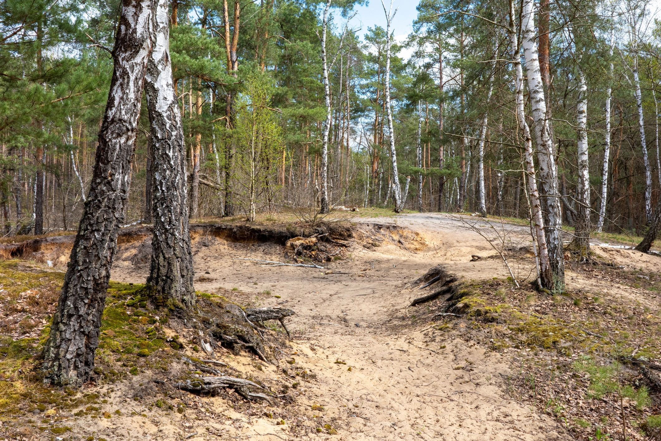 Woodland clearing with birch and pine trees